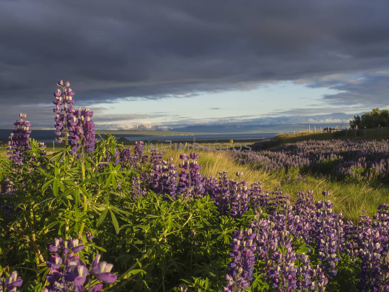 Summer landscape in west Iceland with purple lupine (Lupinus perennis) flower field in golden hour, grass, sunset dramatic sky with dark clouds, copy space by Henkeova