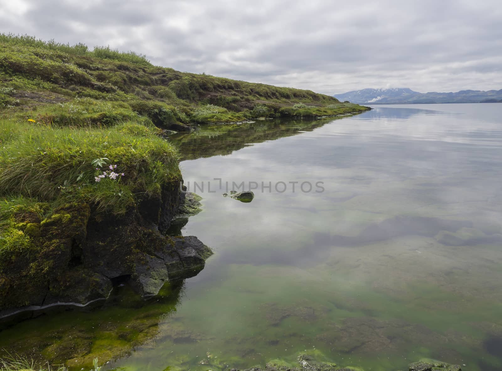 grassy bank of thingvallavatn lake with crystal clear water, green moss and steaming hills, moody sky