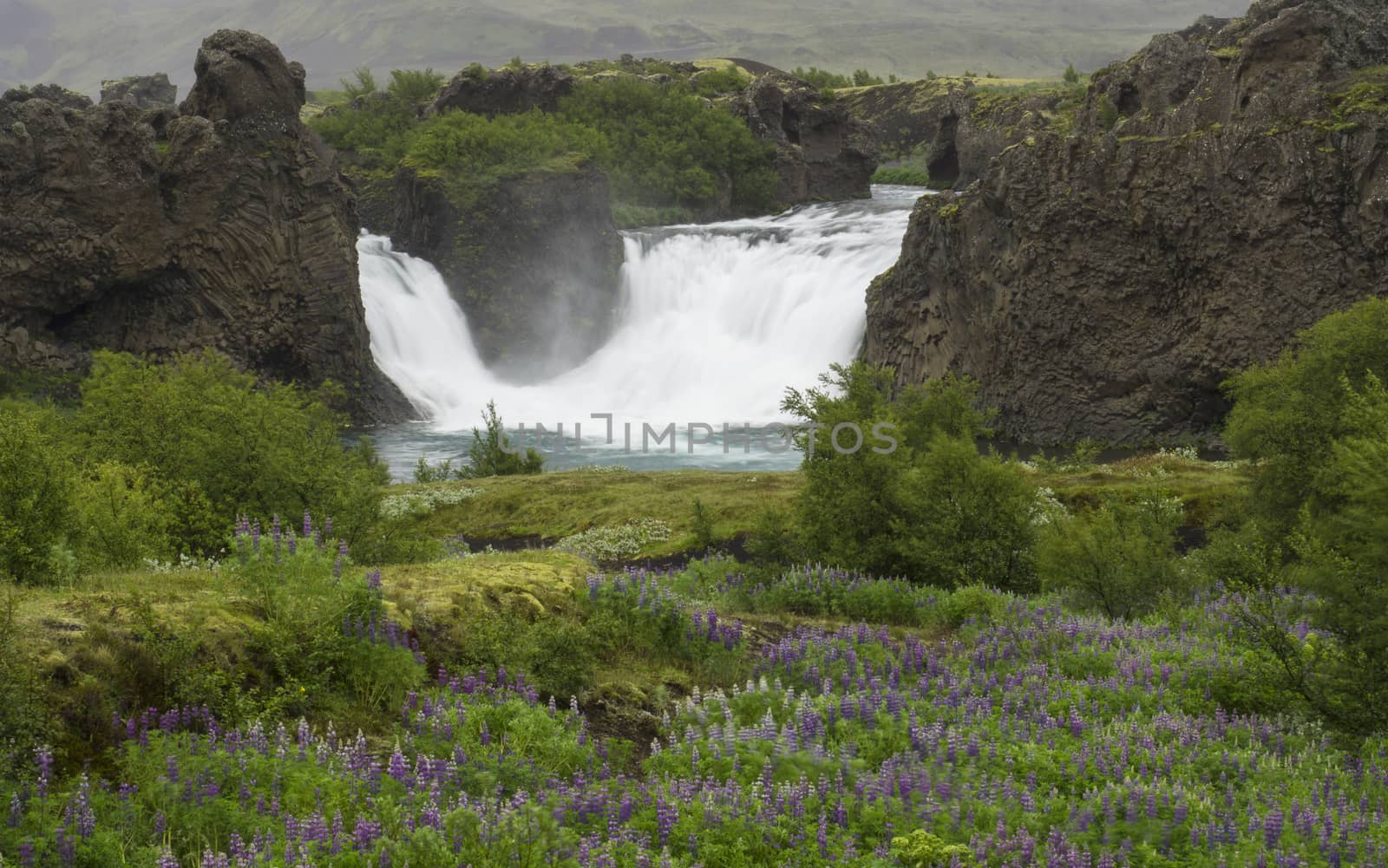 hjalparfoss doubled waterfall in south Iceland, with volcanic rocks, moss and green meadow with purple lupine flowers, long exposure motion blur by Henkeova