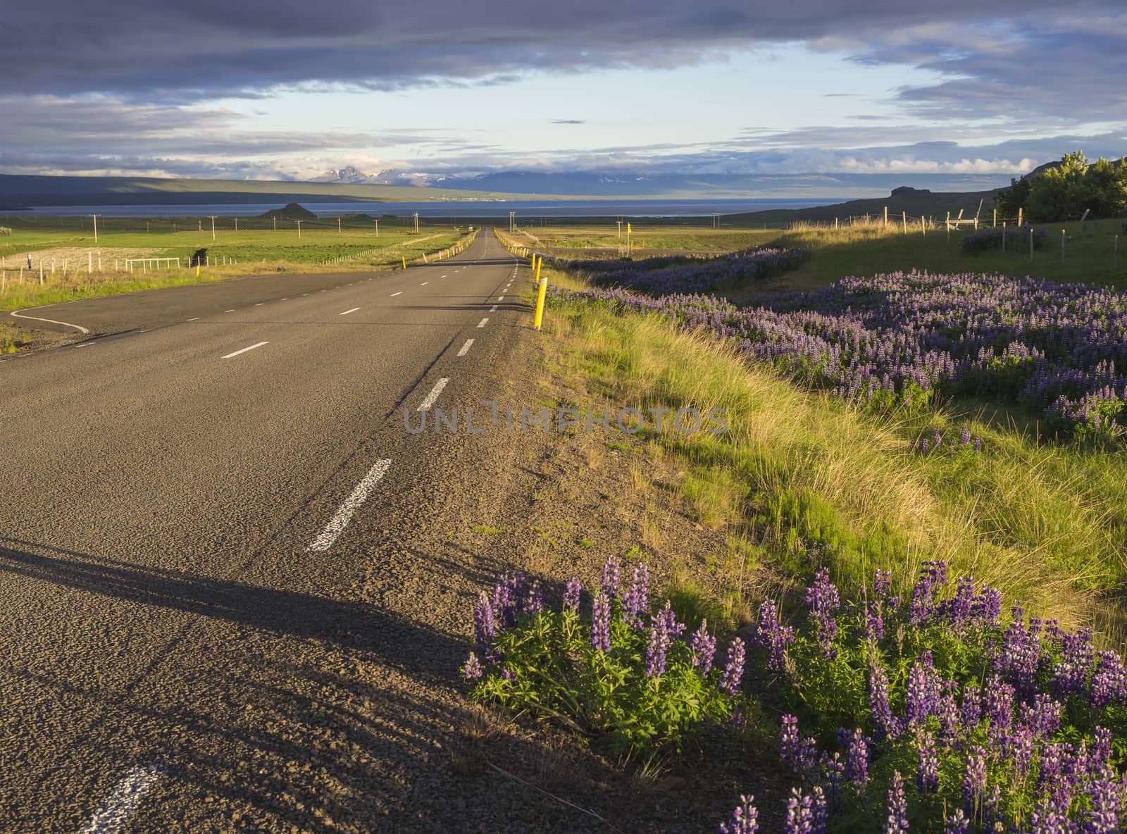 Asphalt road curve to the sea shore coast through rural northern landscape with green grass and purple lupine (Lupinus perennis) flowers, sunset dramatic sky clouds, west Iceland, copy space