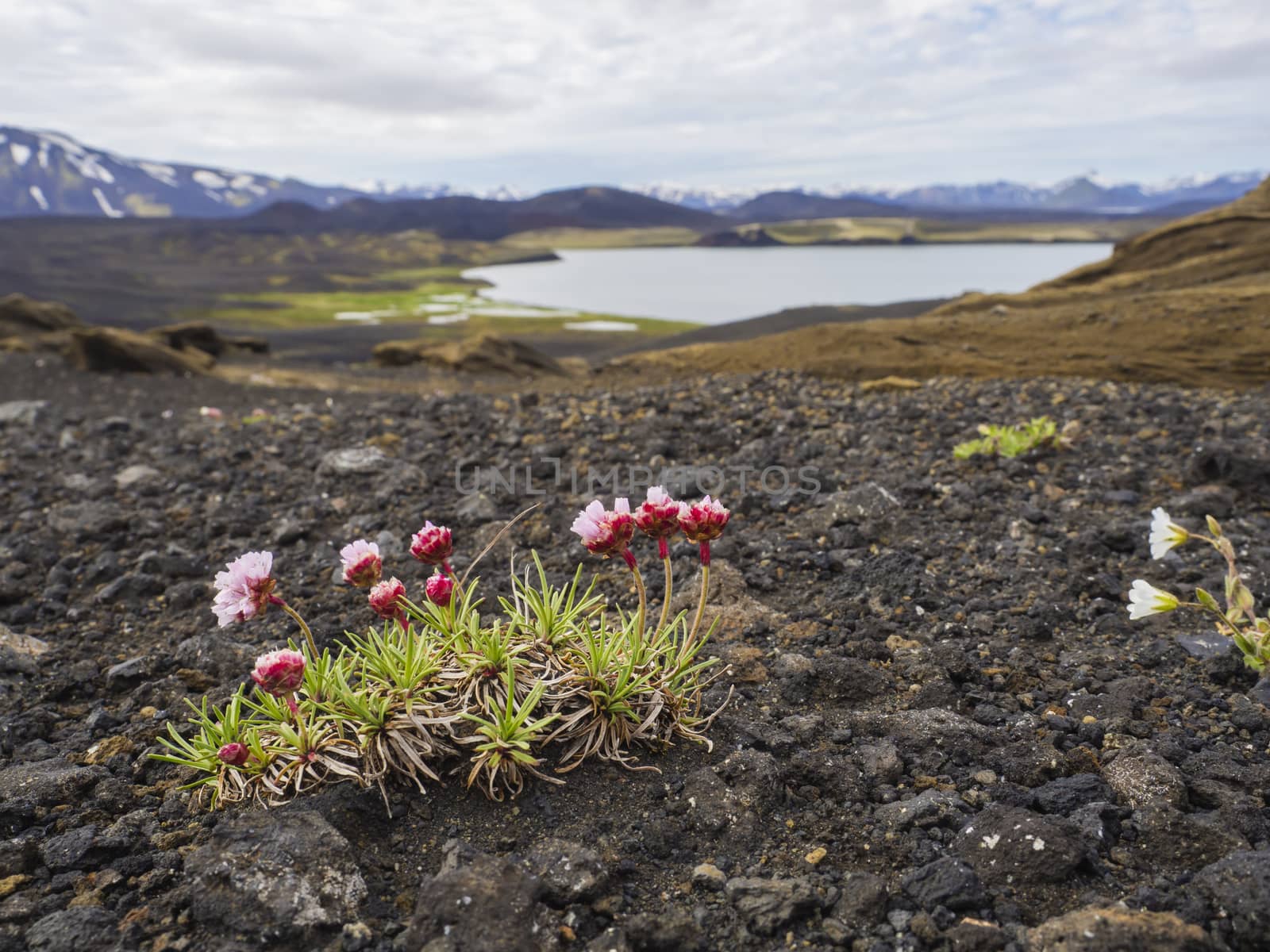 Sea thrift (Armeria maritima) pink flower with view on volcanic snow covered mountains and crater lakes in Veidivotn area, central Iceland highlands in the middle of black lava desert, selective focus by Henkeova