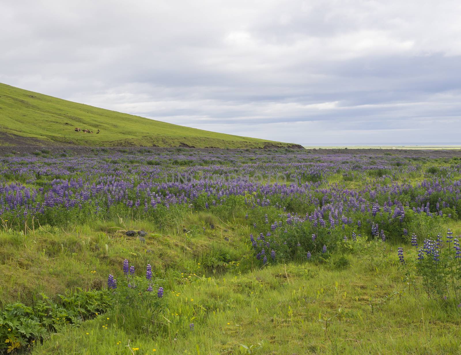 green grass meadow with lush grass; water stream and purple lupine flower field, sea and blue sky horizon, summer in Iceland, vibrant colors, copy space