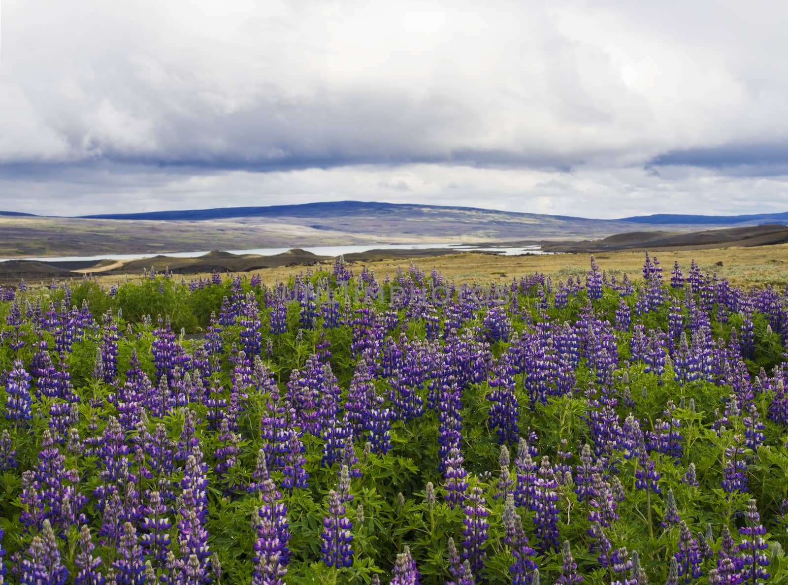 Summer landscape in west Iceland with purple lupine Lupinus perennis flower field in golden hour, grass, dramatic sky with dark clouds, copy space.