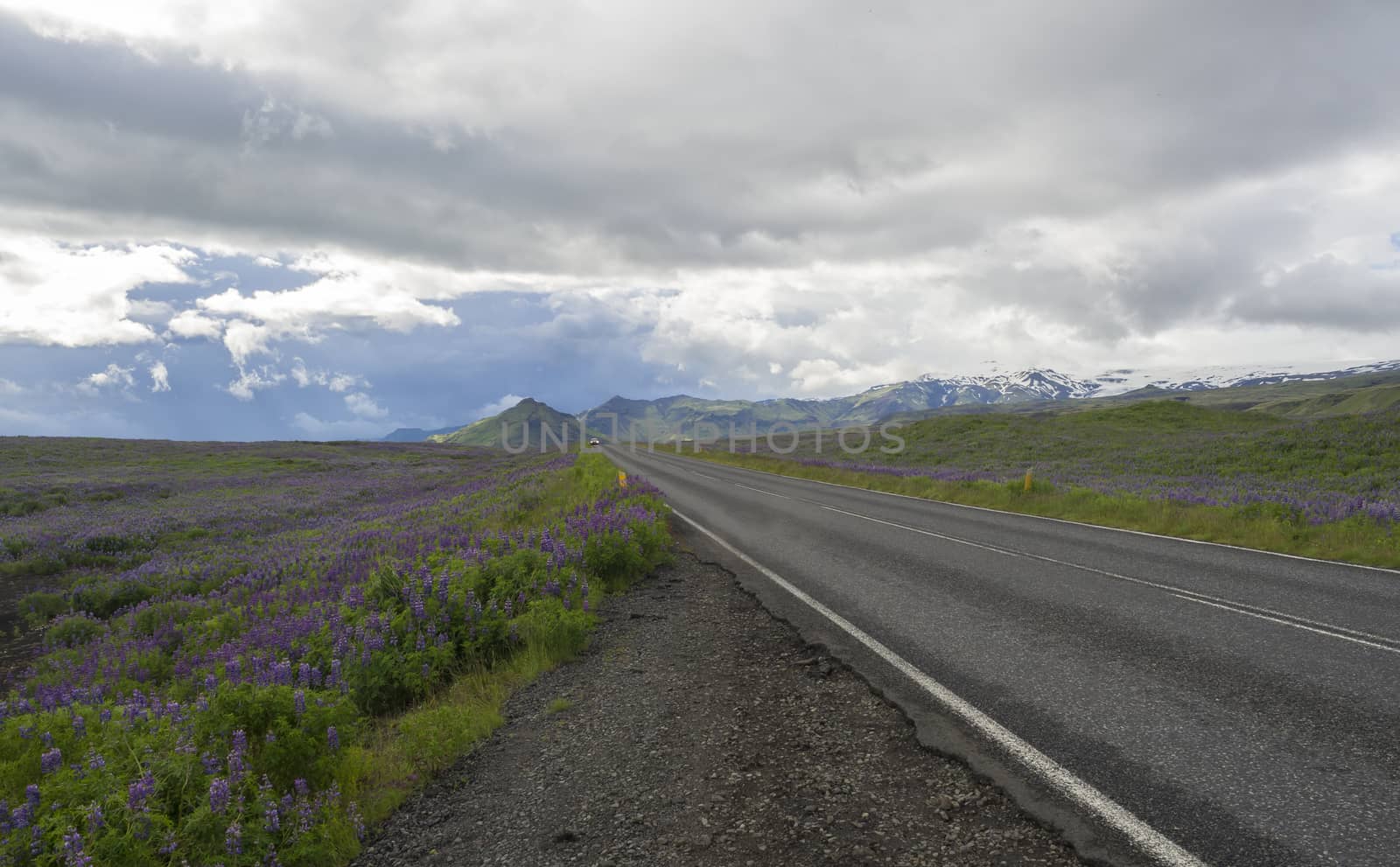 asphalt road through valley in empty rural northern landscape with green grass and hills, colorful steep mountains,pink lupine flowers and dramatic sky, Iceland western fjord, copy space