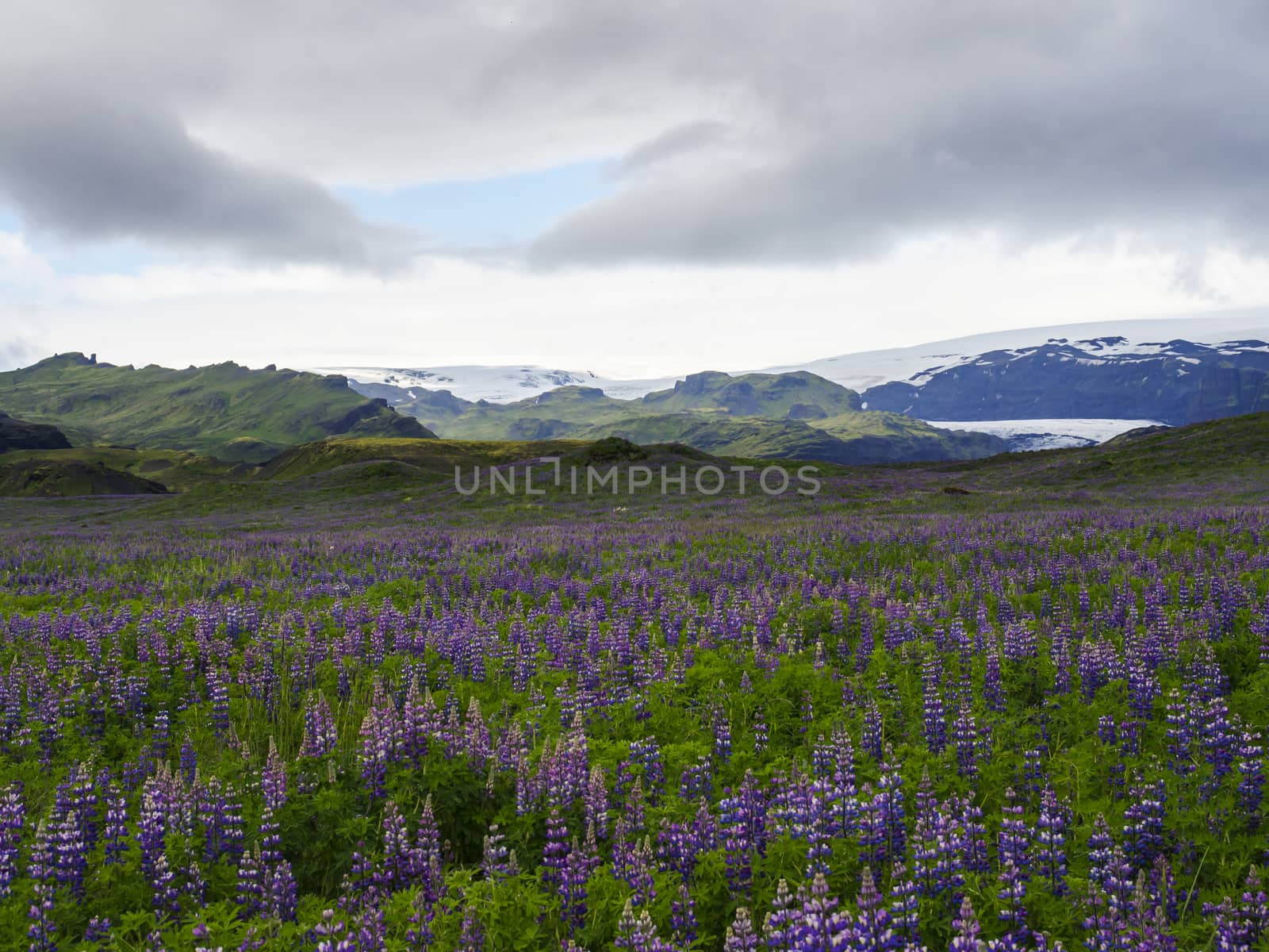 Iceland landscape with purple lupine Lupinus perennis flower field meadow, green sharp hills and myrdalsjokull glacier in background dramatic sky with dark clouds, copy space by Henkeova