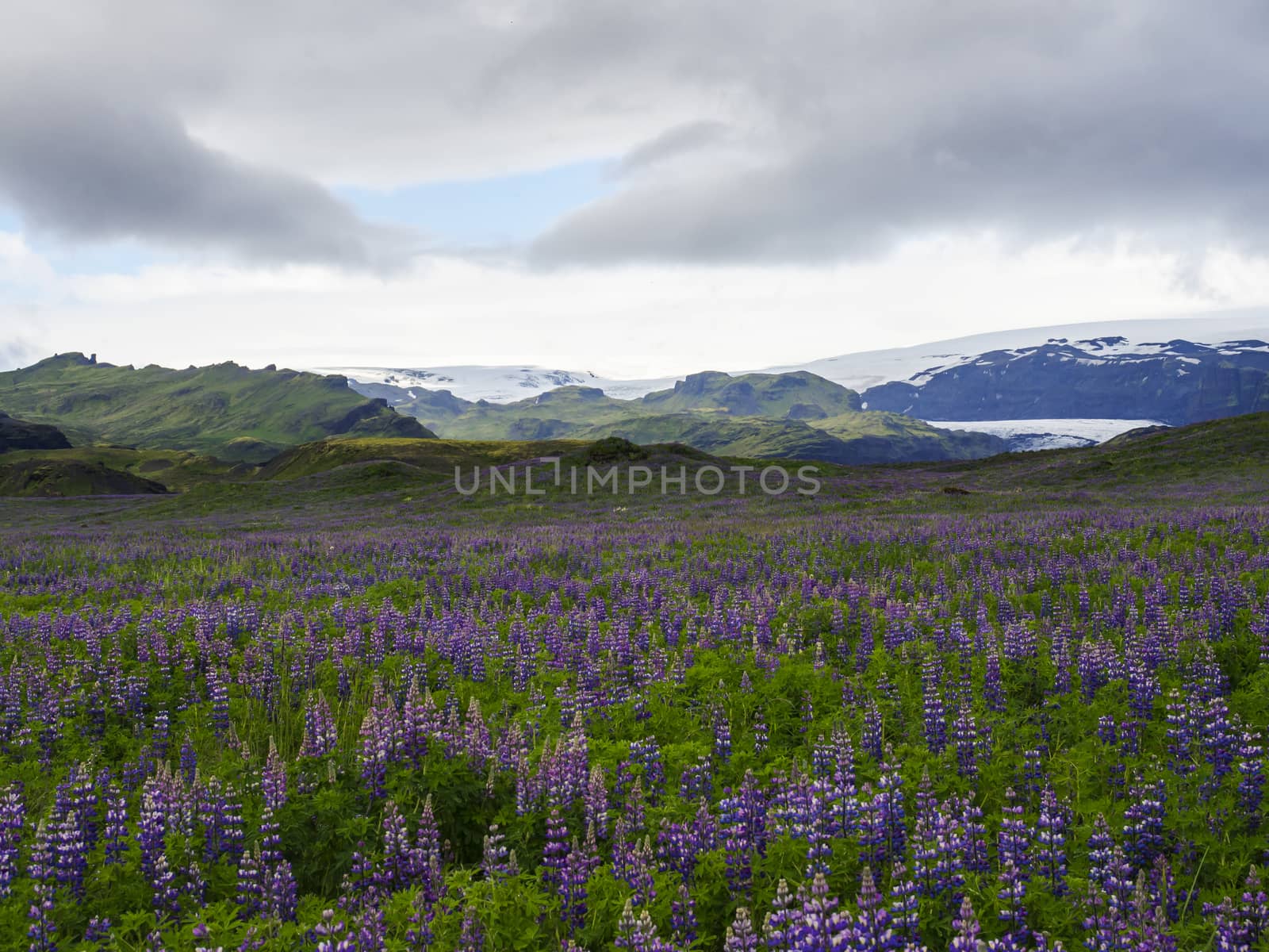 Iceland landscape with purple lupine Lupinus perennis flower field meadow, green sharp hills and myrdalsjokull glacier in background dramatic sky with dark clouds, copy space.