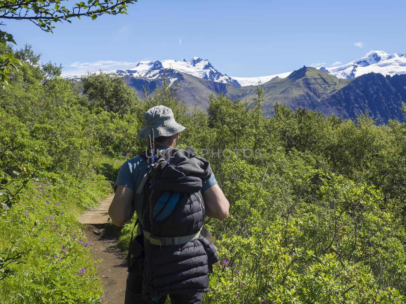 Back of the man hiker walking on footpath in Skaftafell National Park with green bush and Hvannadalshnukur peak, highest iceland mountain, Vatnajokull, Iceland