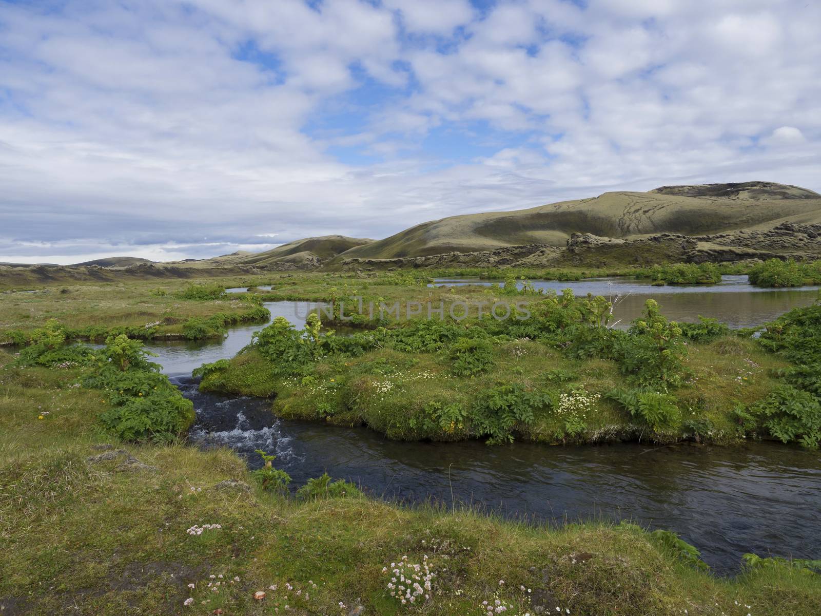 Landscape with lush green grass and moss and floer, water stream by Henkeova