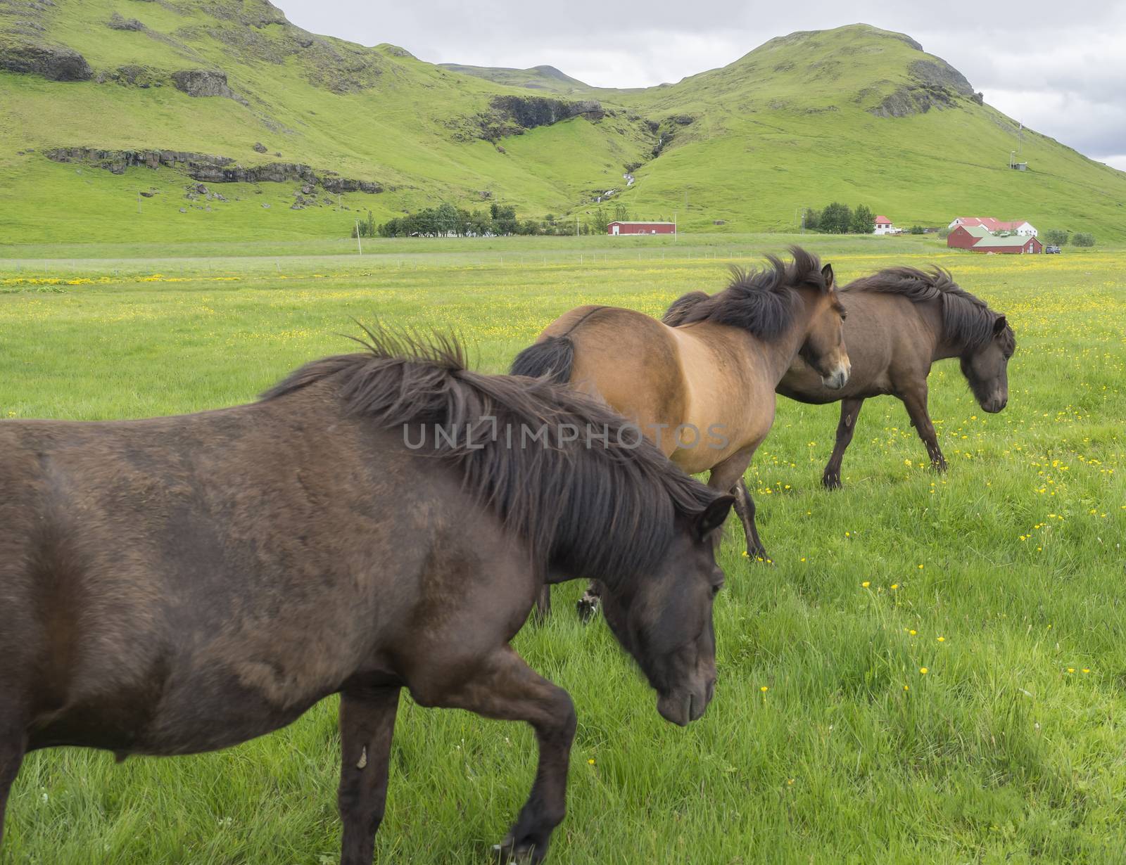 Group of walking brown Icelandic horses grazing on a green grass meadow with flowers, red farm house buildings, hills cloudy sky background, in Iceland summer