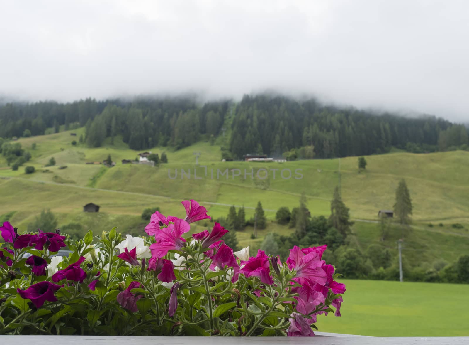 Beautiful potted pink and white geranium flowers on a balcony overlooking a valley in Neustift im Stubaital in Tirol Alps, Austria. Foggy forest and green meadow background