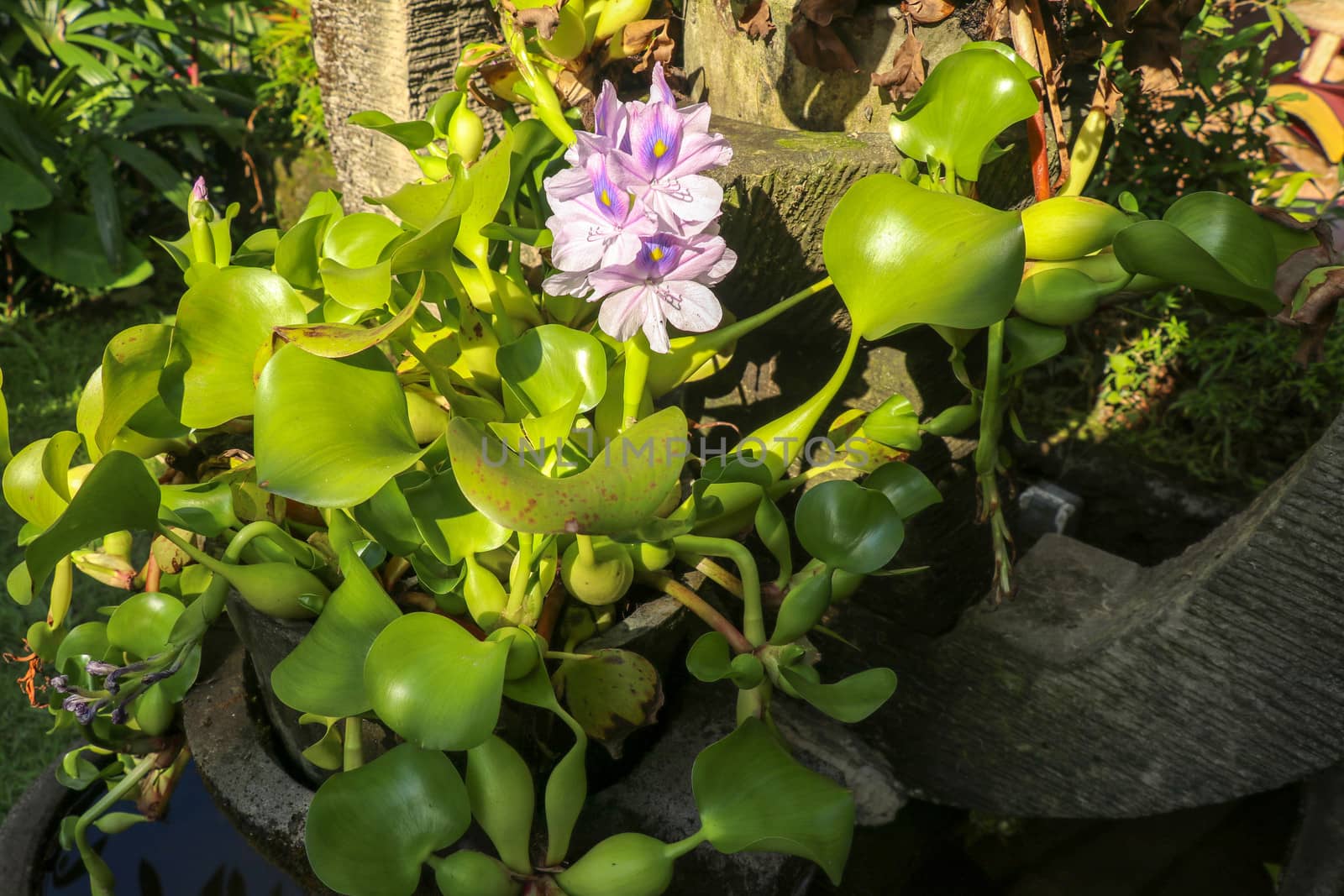 Close up of the blooming violet flower of Eichhornia crassipes. Purple color water hyacinth, genus Eichhornia, the flower bouquet is delicate petals beautiful in nature background. Bali, Indonesia.
