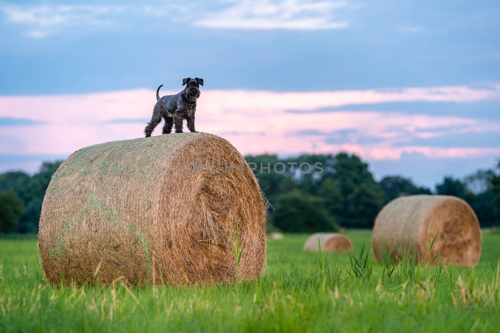Dog on a hay bale in a field in nature.
