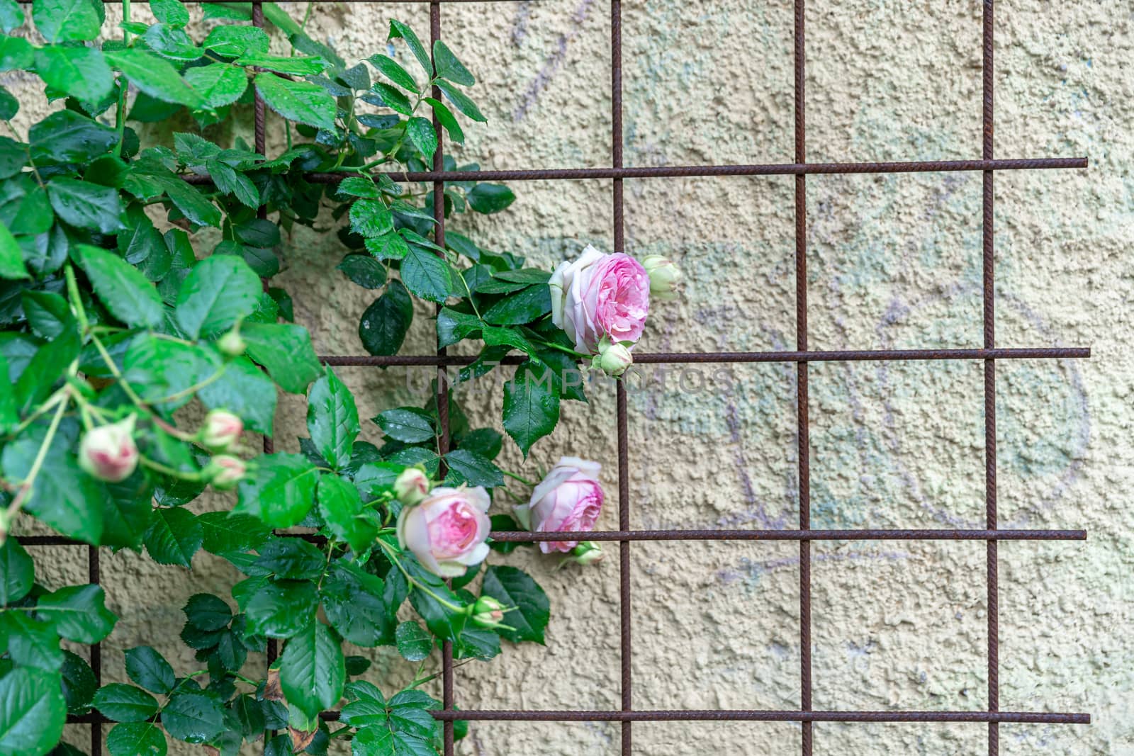roses on a lattice near the wall of the house. copy space by Edophoto