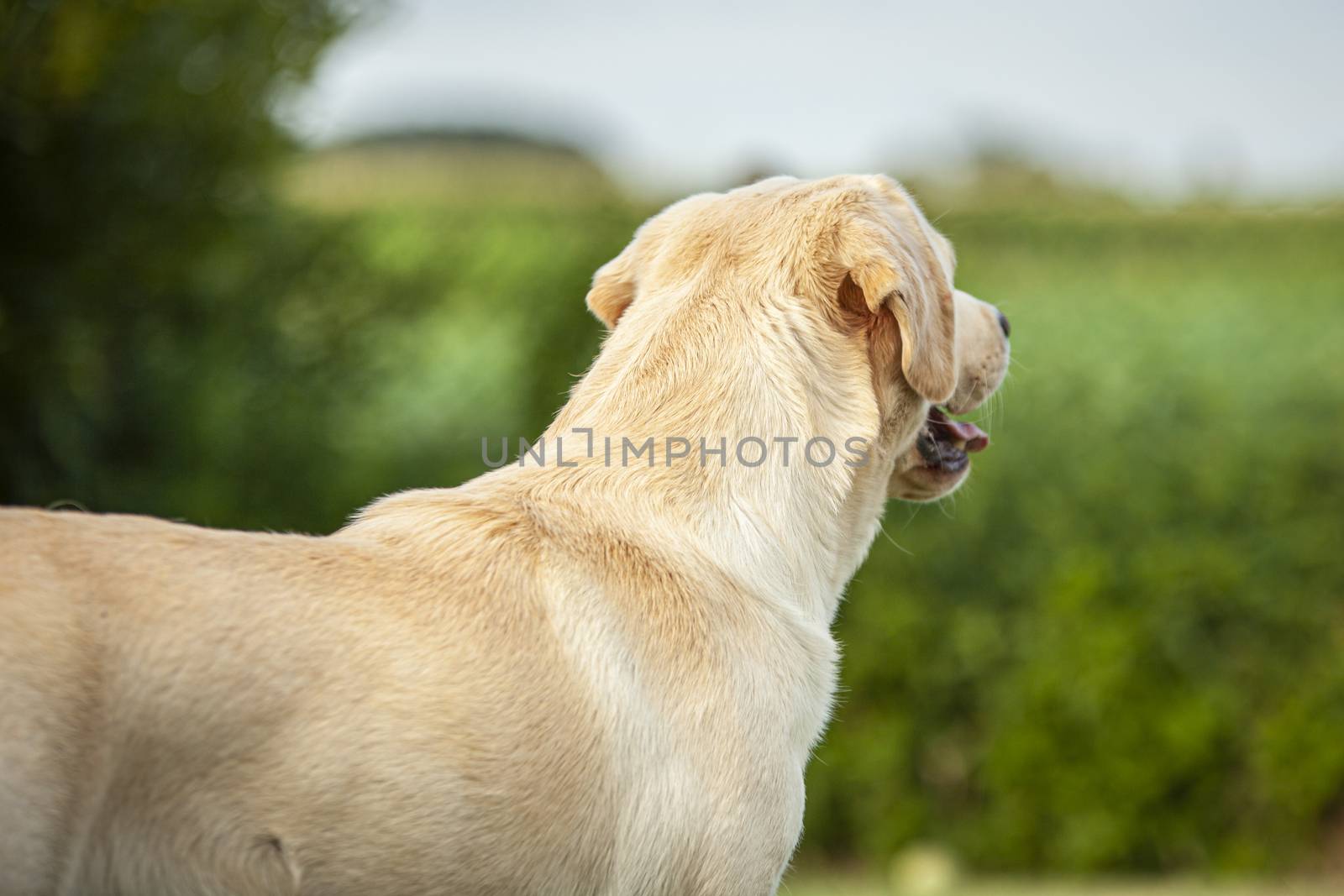 Labrador Dog from behind with a countryside background