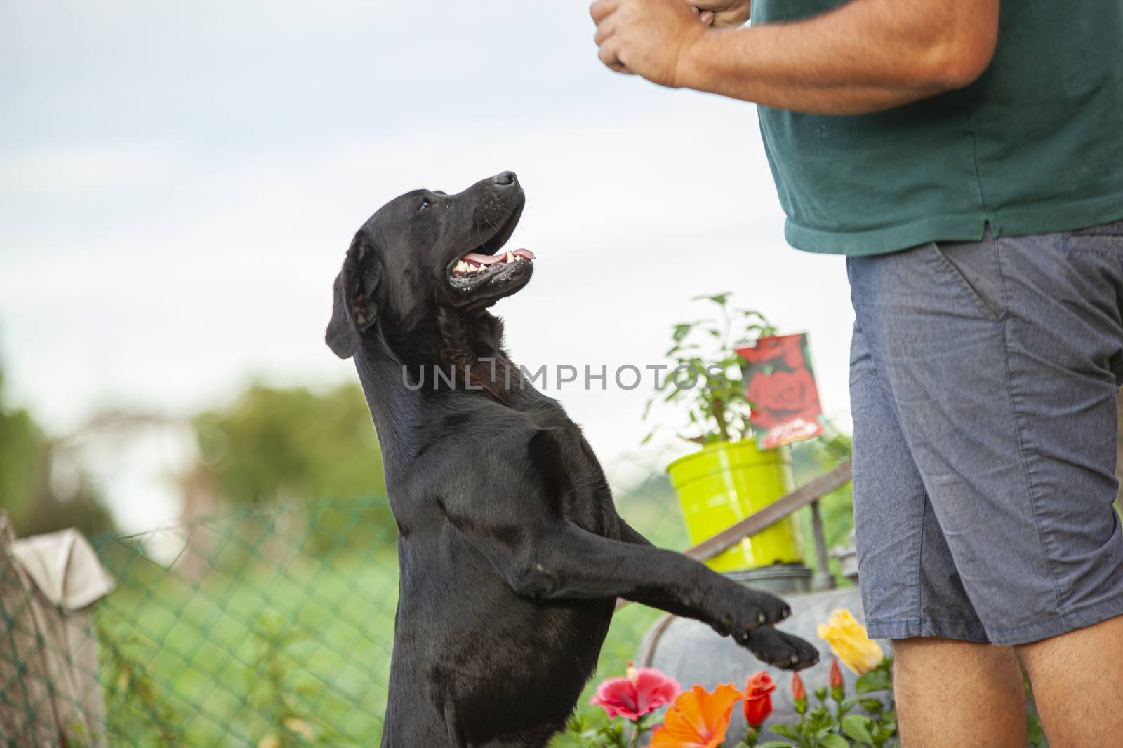 Man plays with his Labrador dog in Countryside in summer time