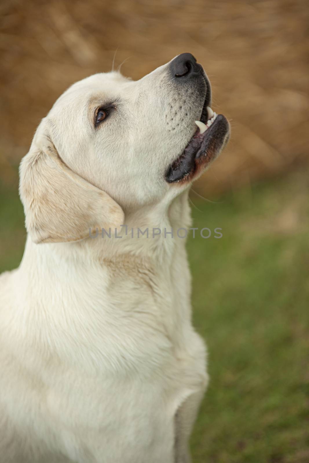 Labrador dog Portrait by pippocarlot