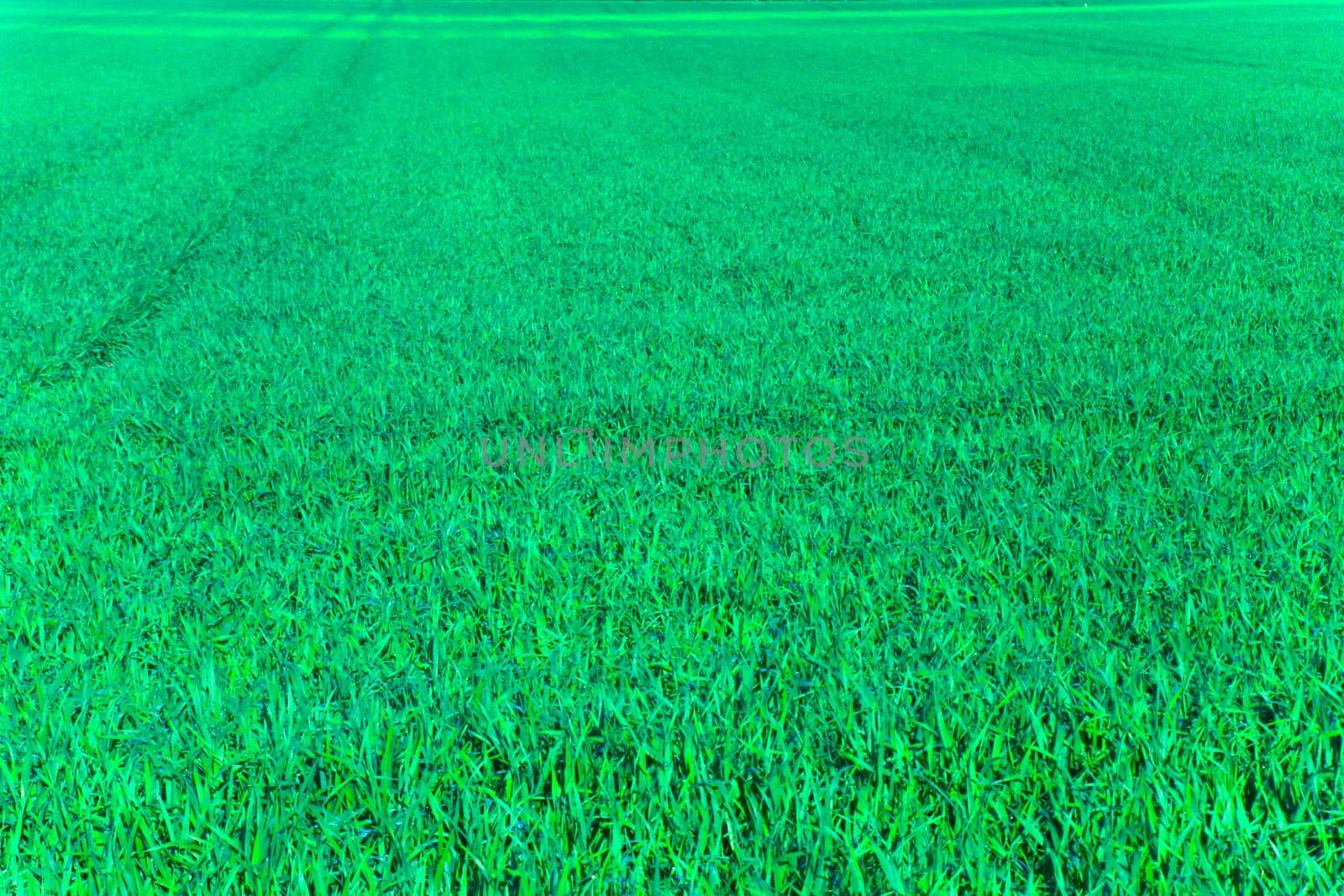 Fodder plants in the field in the spring