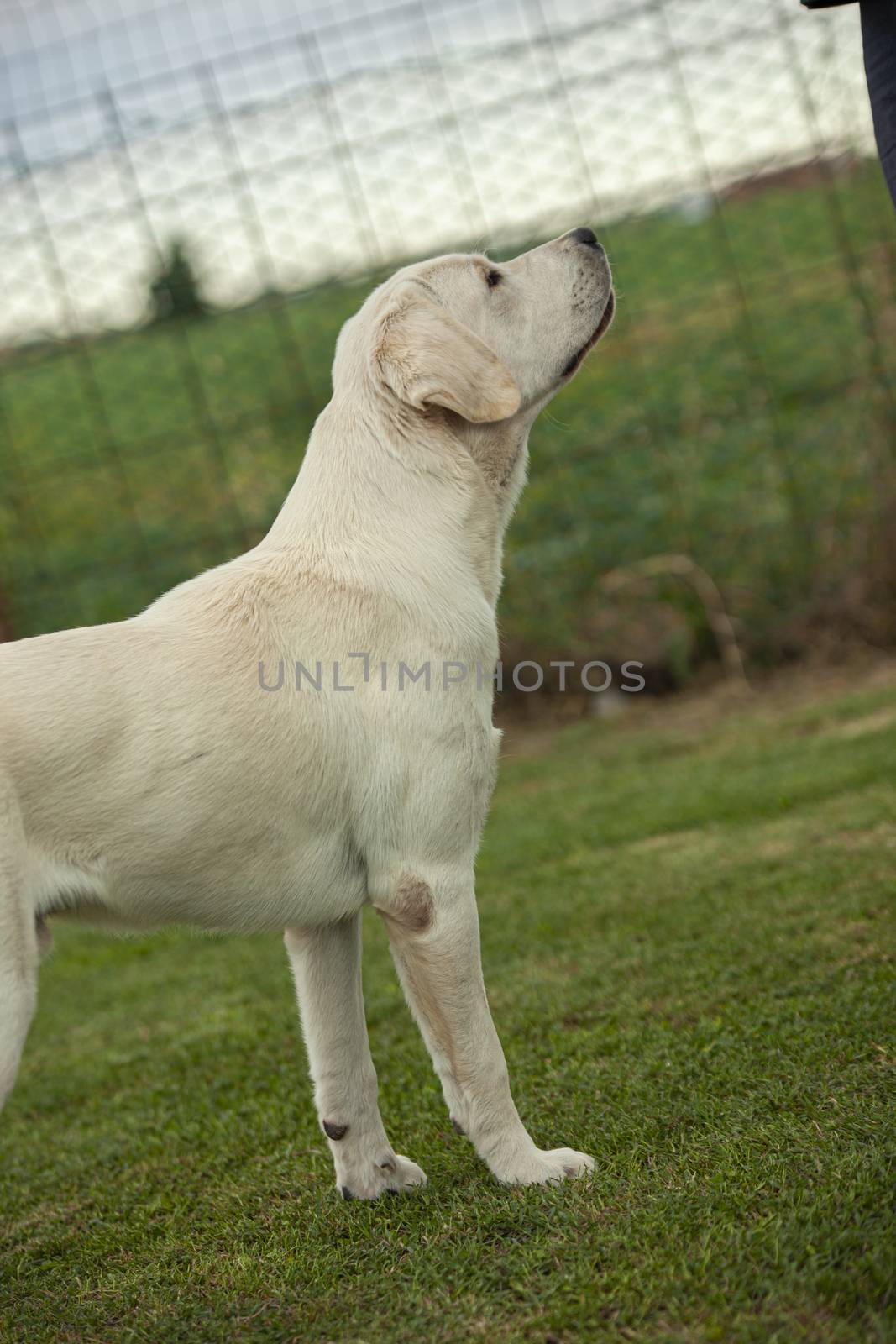 Labrador Dog Posing 9 by pippocarlot