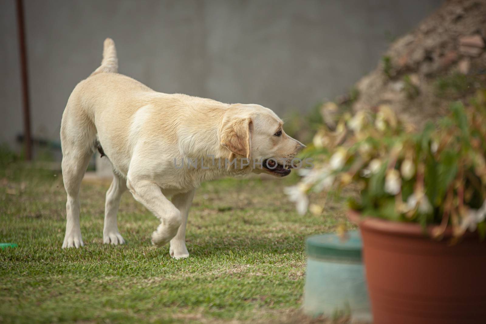 Labrador dog play in countryside in a sunny day in summer