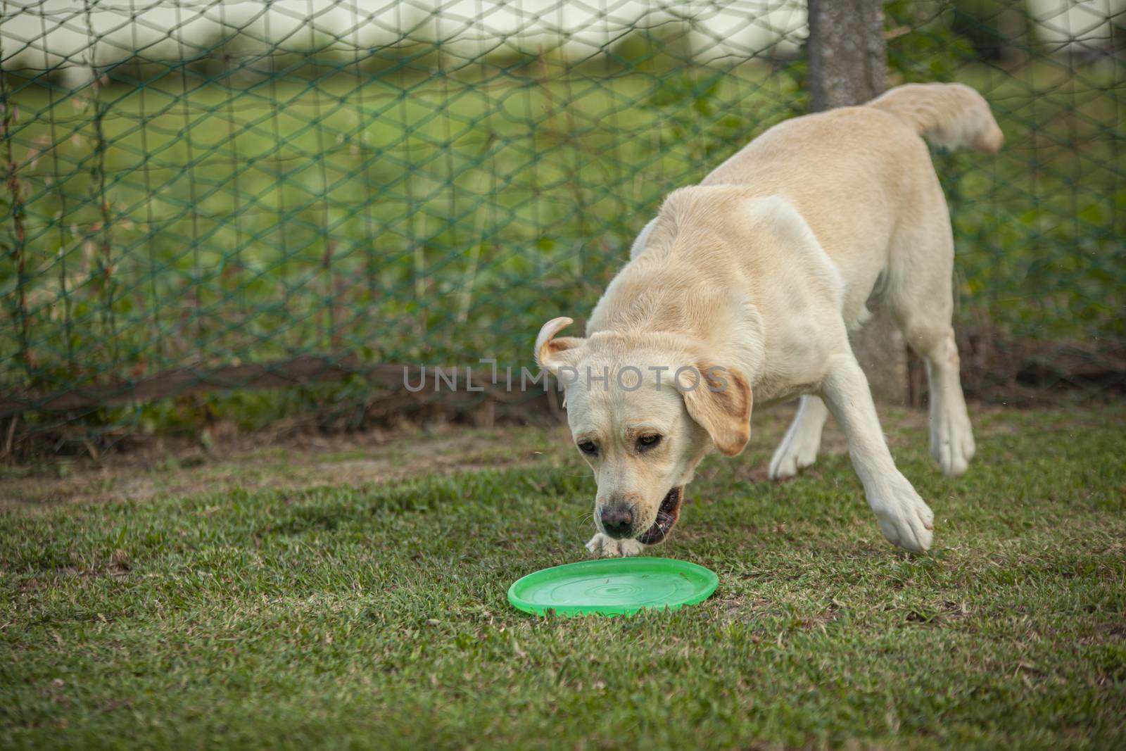 Labrador dog play in countryside 11 by pippocarlot