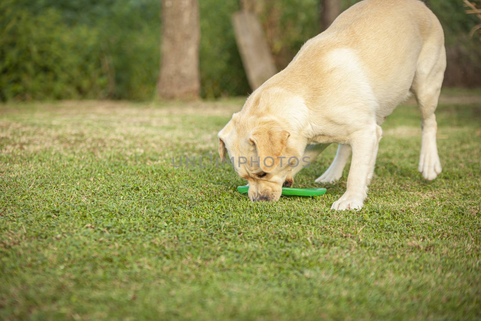 Labrador dog play in countryside 9 by pippocarlot