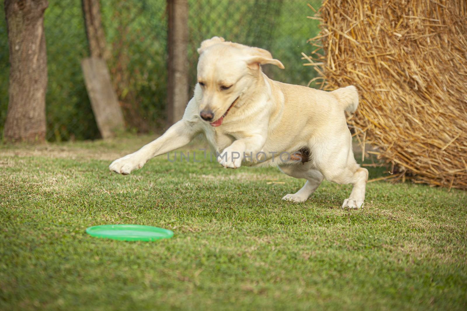 Labrador dog play in countryside in a sunny day in summer