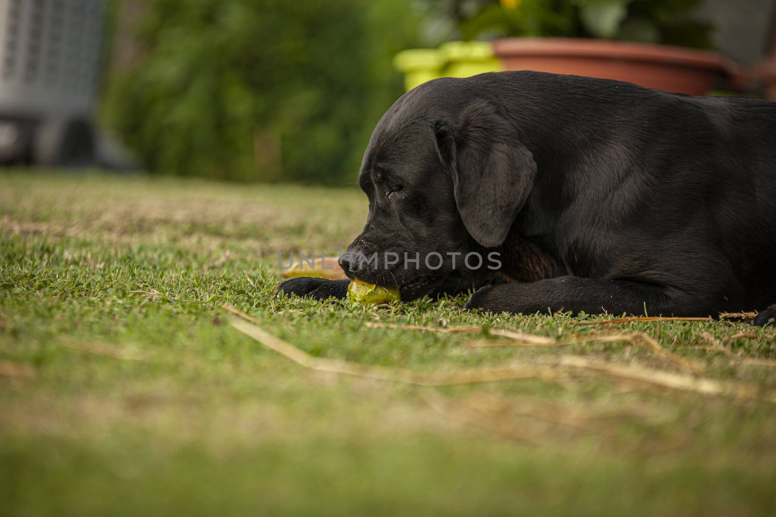 Labrador dog play in countryside 19 by pippocarlot