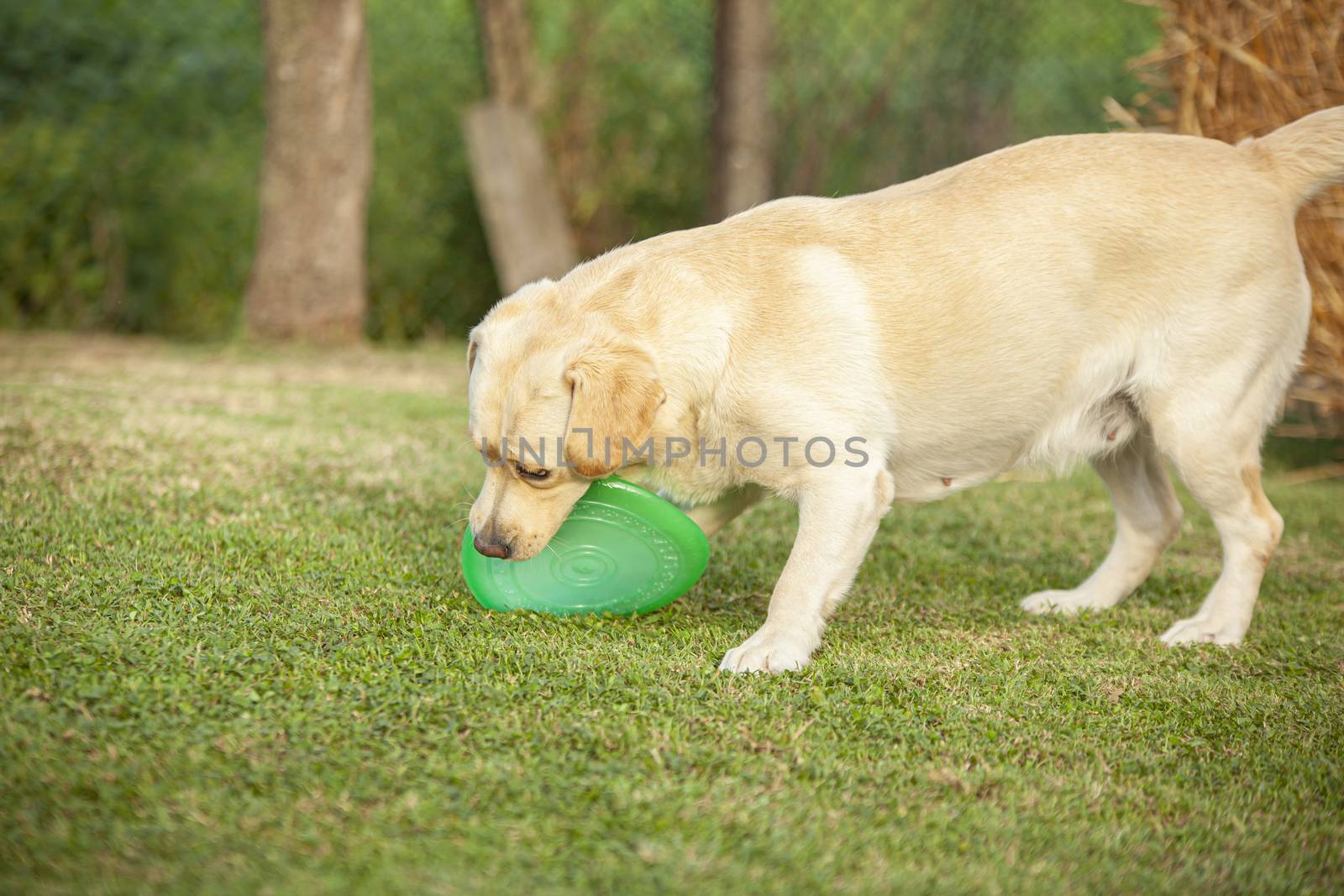 Labrador dog play in countryside in a sunny day in summer