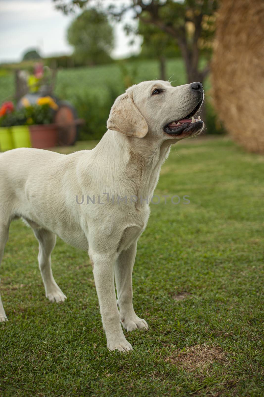 Labrador dog close up Portrait with a countryside backdrop