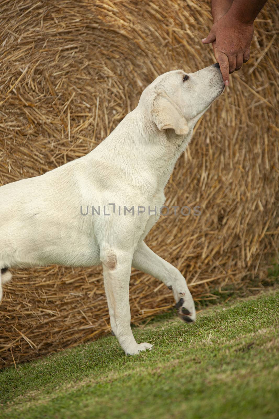 Labrador Dog Posing 5 by pippocarlot