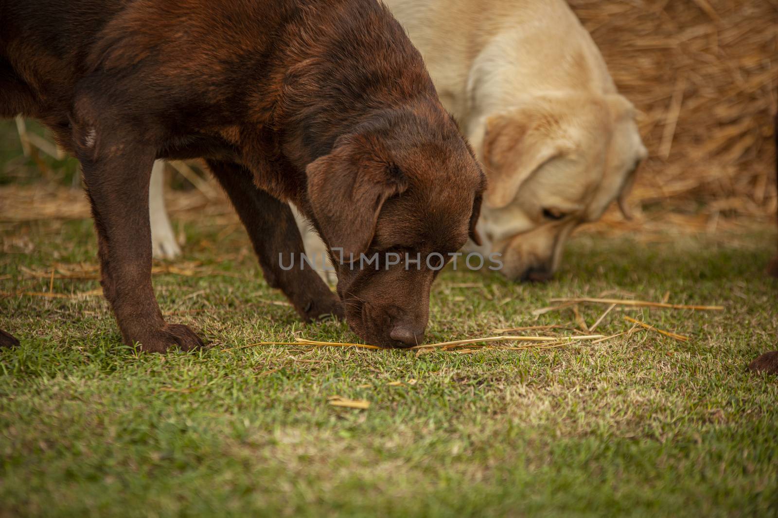 Labrador dog play in countryside 23 by pippocarlot