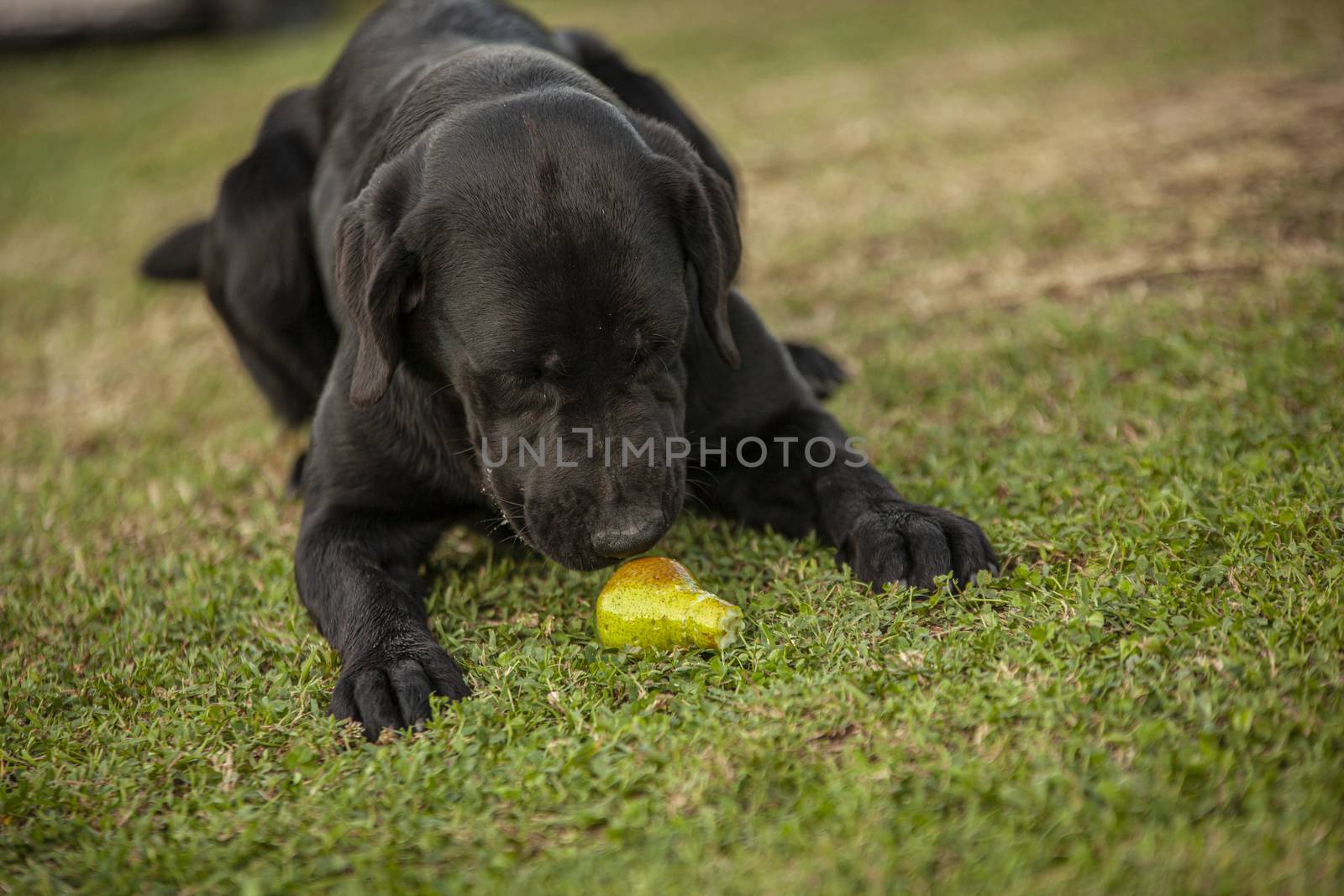 Labrador dog play in countryside 16 by pippocarlot