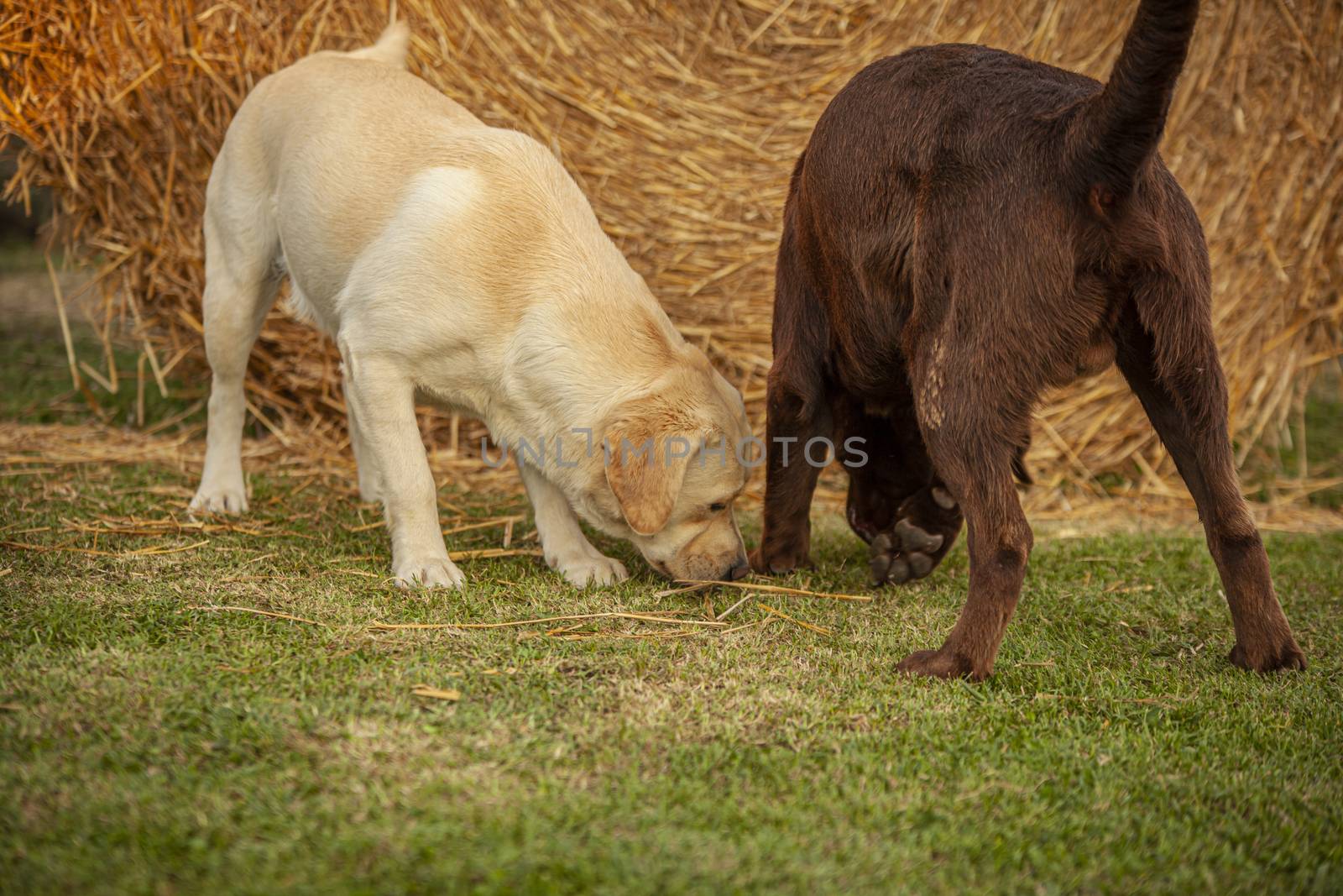 Labrador dog play in countryside in a sunny day in summer