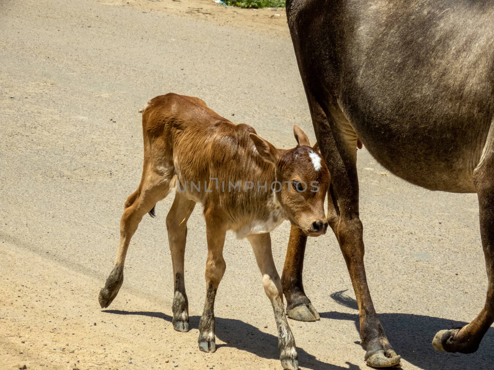 A cow's calf walking on a road with a cow