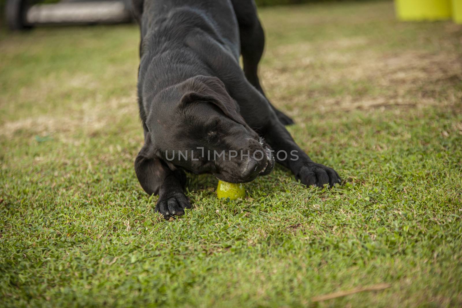 Labrador dog play in countryside in a sunny day in summer