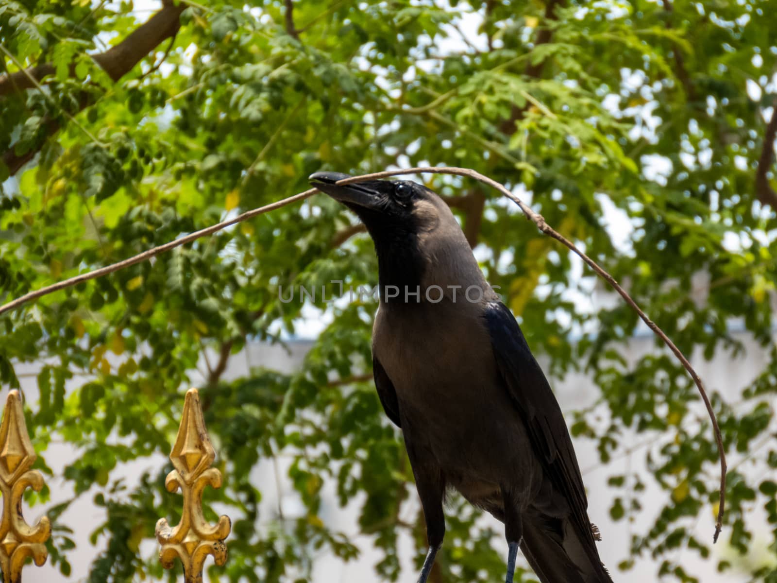 A crow is taking a straw to build its nest