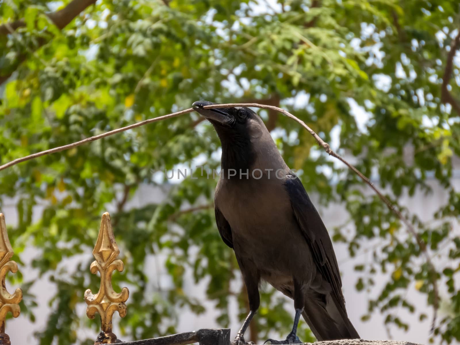 A crow is sitting with a straw to build its nest