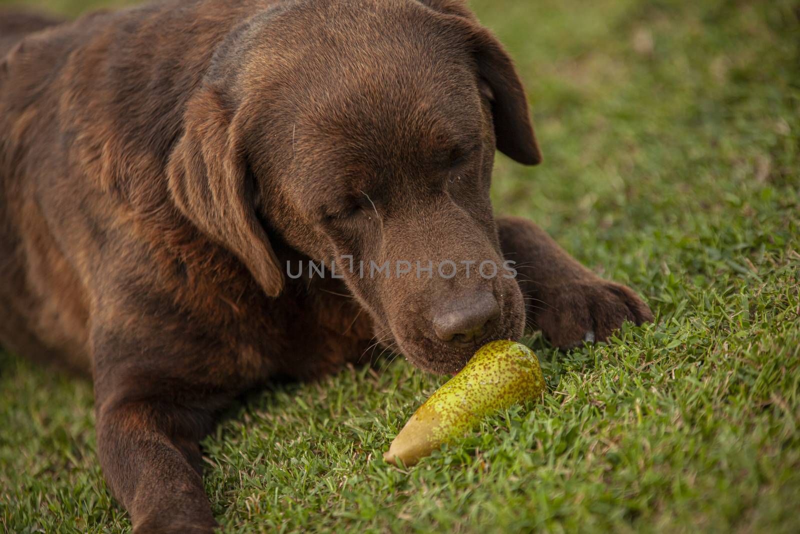 Labrador dog play in countryside 17 by pippocarlot