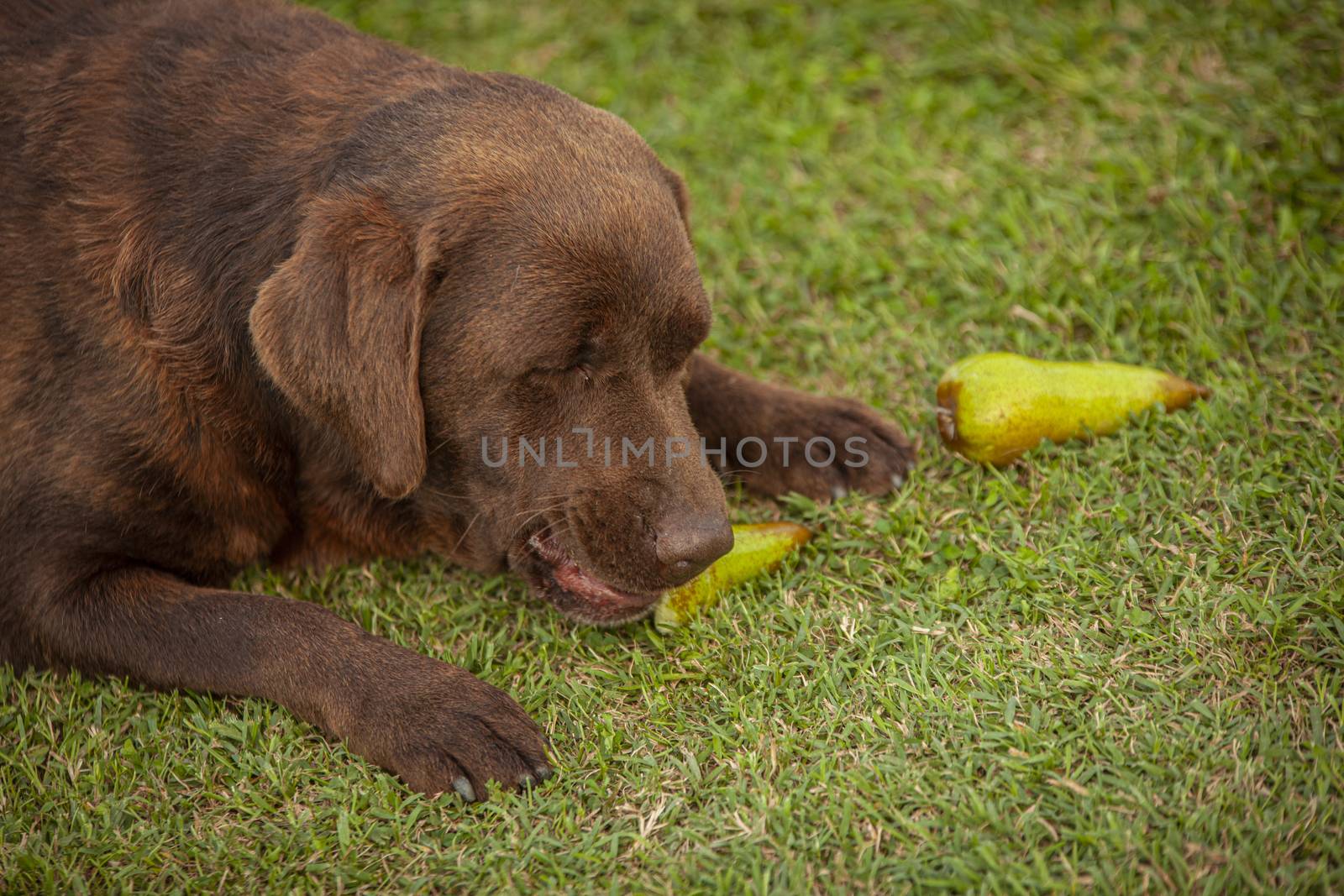 Labrador dog play in countryside 21 by pippocarlot