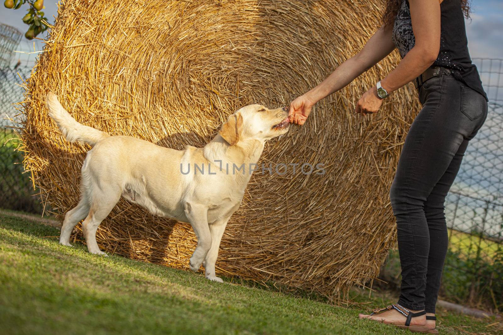 Labrador dog play in countryside in a sunny day in summer