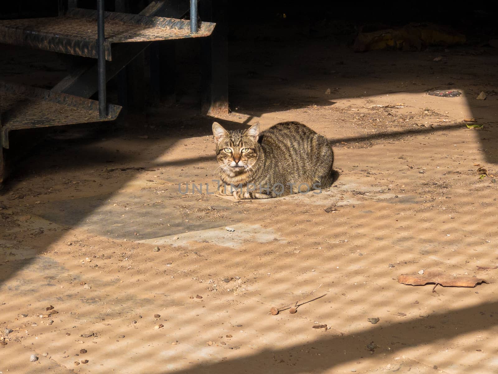 THE CAT IS BEHIND BARS AGAIN