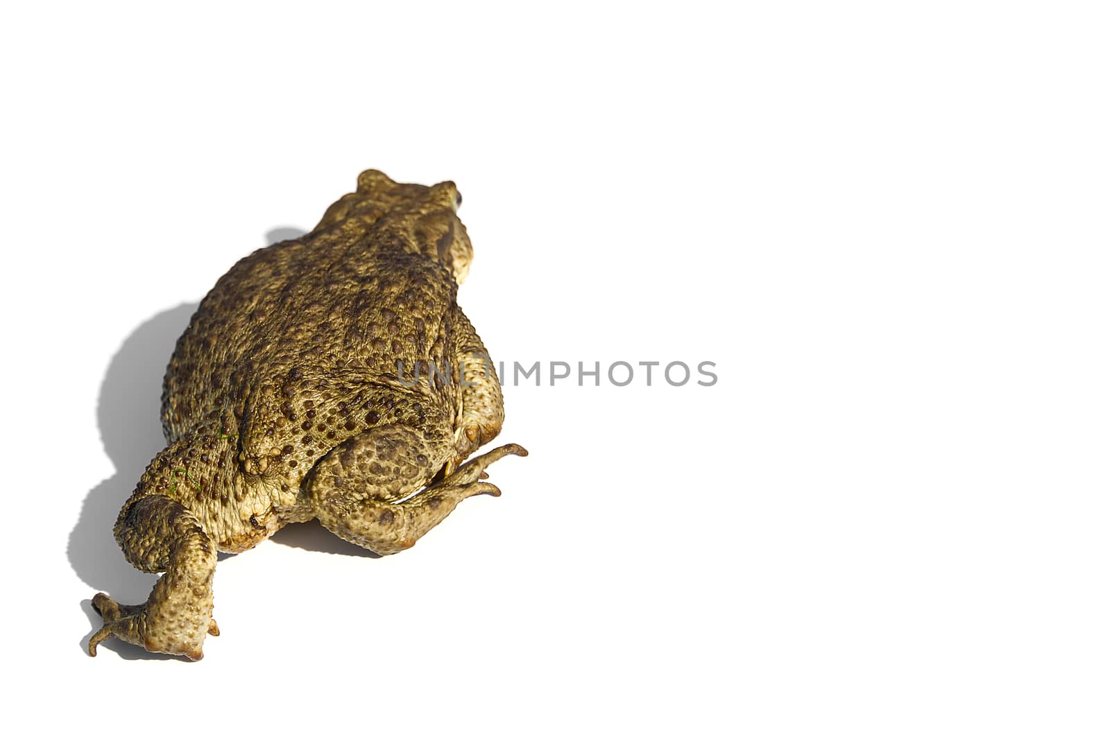 Common toad or European toad, Bufo bufo, isolated on white background. by PhotoTime