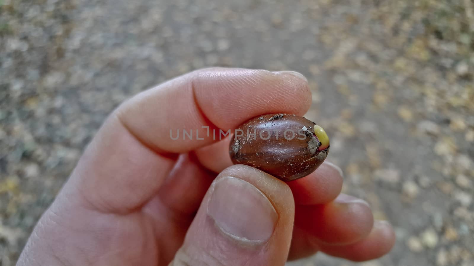 Acorns in hand with sprout.