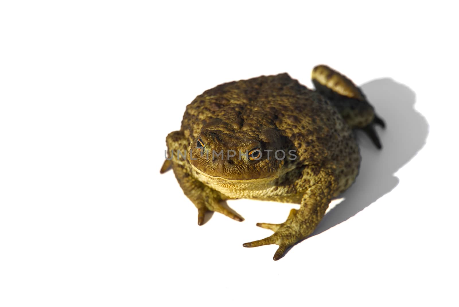 Common toad or European toad, Bufo bufo, isolated on white background. by PhotoTime