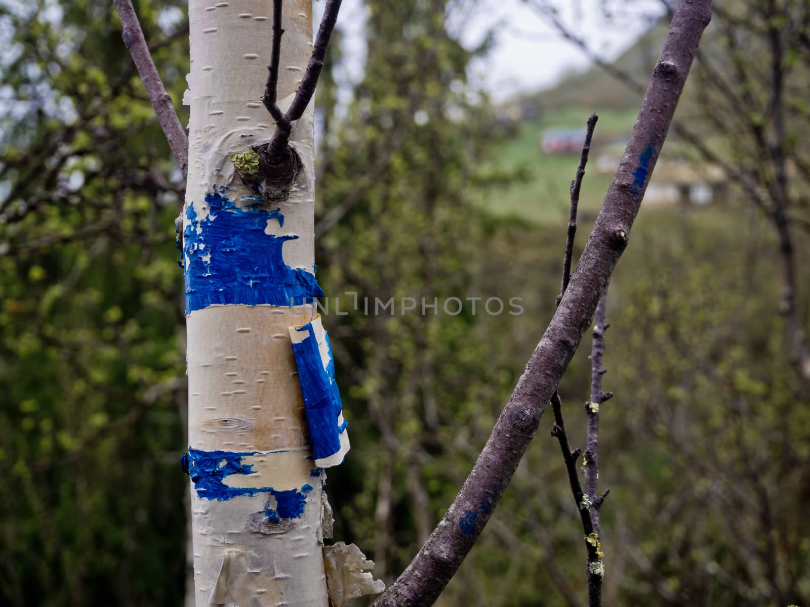 Sign for trekking. Blue mark on a white birch in the forest. Blue color on tree bark.