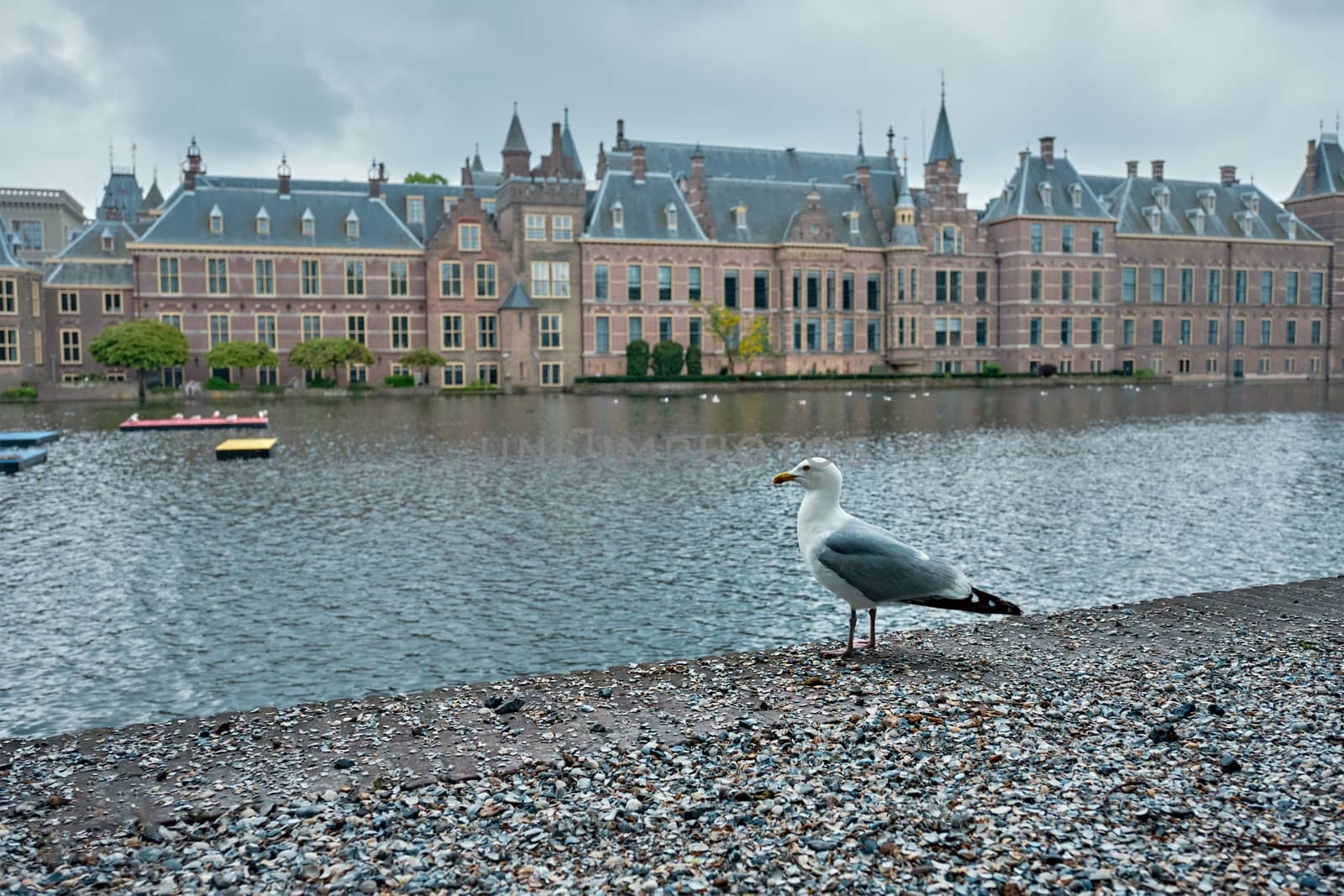 Seagull and the Binnenhof House of Parliament and the Hofvijver lake. The Hague, Netherlands