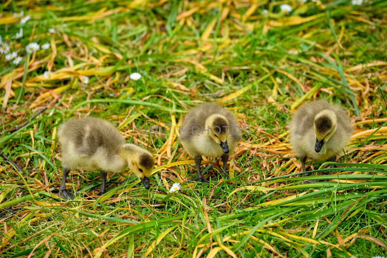 Canada goose goslings by dimol