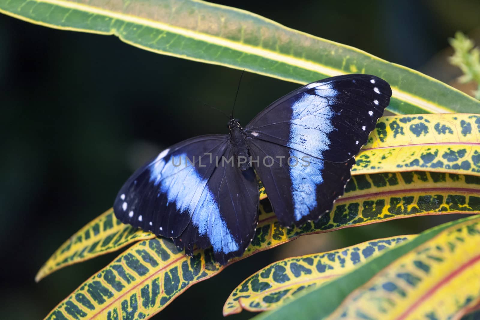 Blue morpho butterfly sitting on a green leaf by Goodday