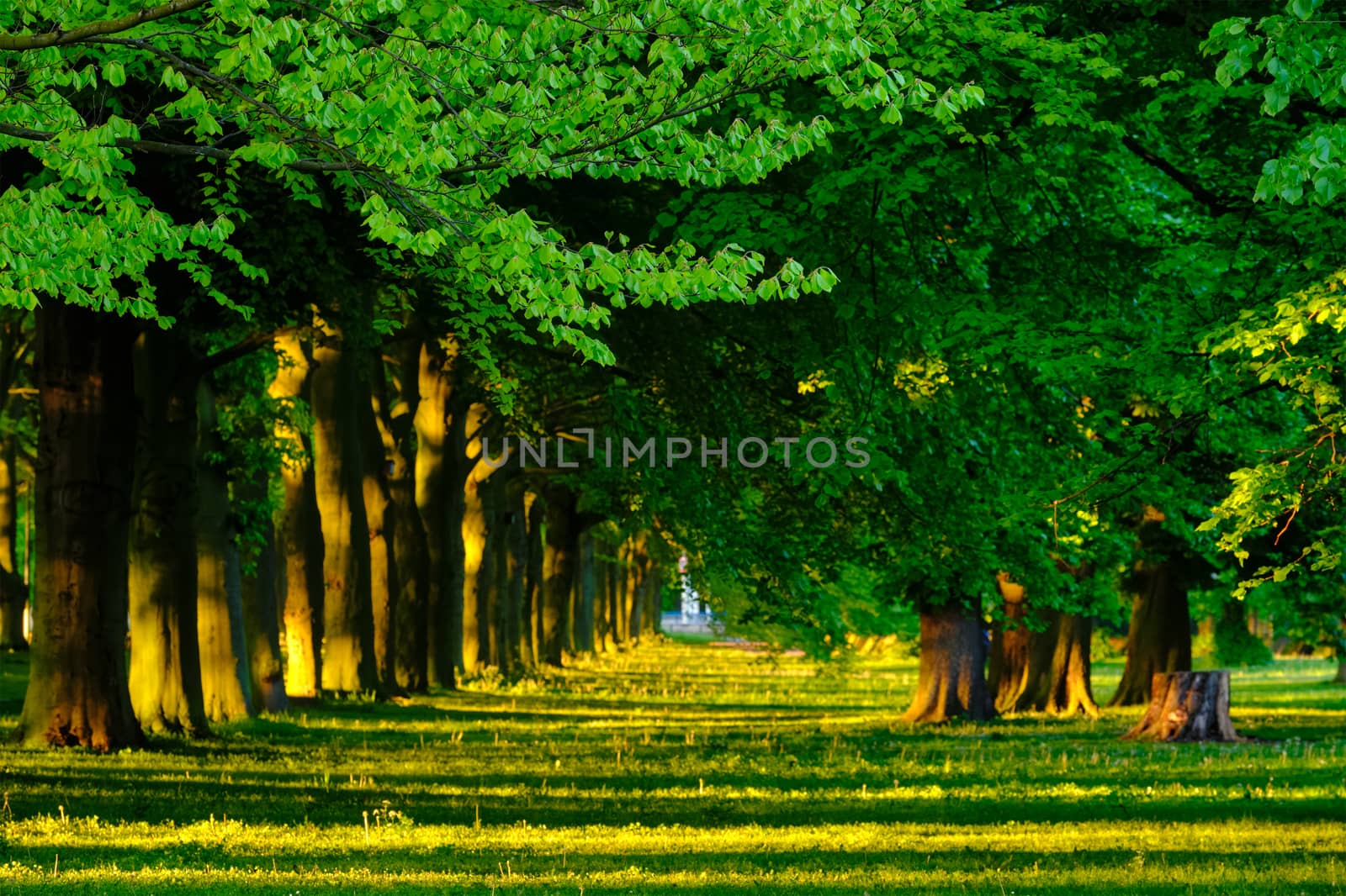 Green alley with trees with lush leaves foliage in summer on sunset by dimol