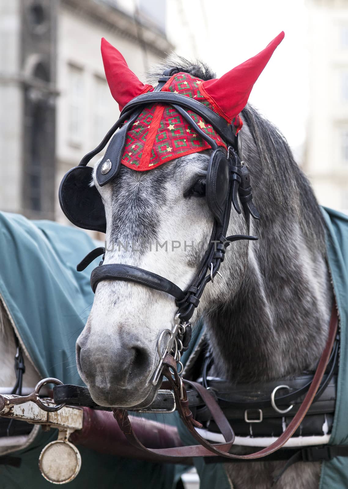 Portrait of a horse in traditional Vienna carriage harness by Goodday